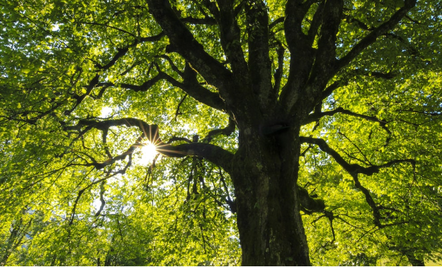 Seasonal Tree Care Tips for Lexington Residents